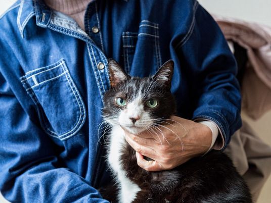 猫を抱く人の写真
