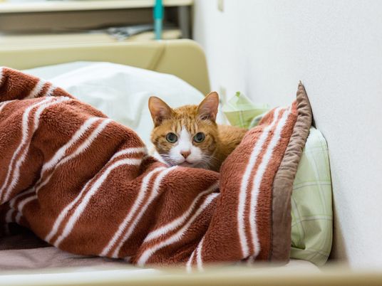 ねこがおりこうさんに座る