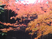色鮮やかな紅葉が楽しめる庭
