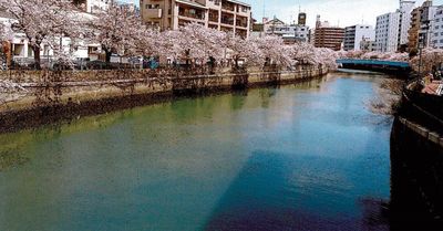 桜並木の川沿いの風景