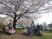 桜下で憩う方々