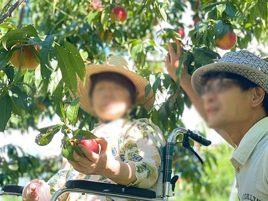 果樹園での活動