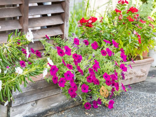 カラフルな草花の中庭