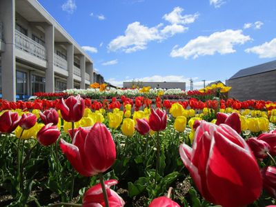 色鮮やかな花が咲く庭