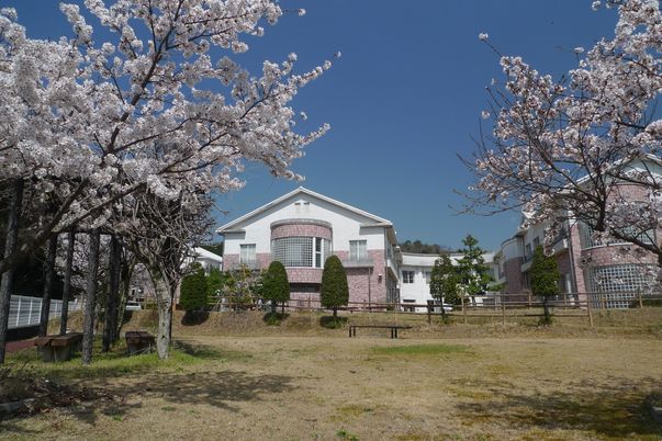 庭に桜が咲く外観