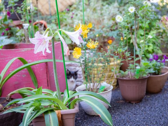 庭の植物と猫