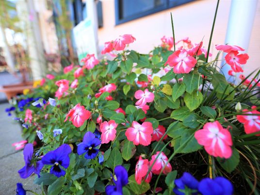 施設前のカラフルな花壇