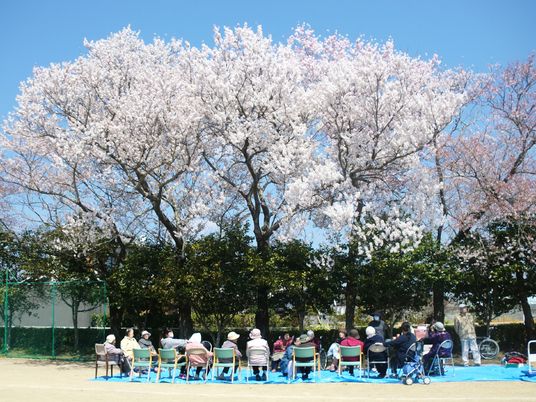 桜の下のくつろぎ時間