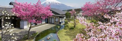 桜と富士山の中庭