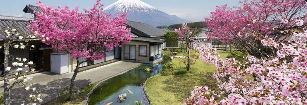 桜と富士山の中庭