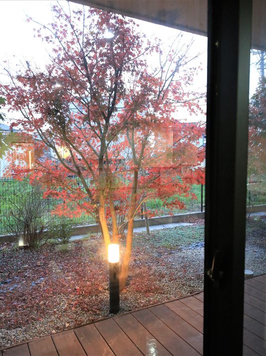 紅葉する木が見える窓越し